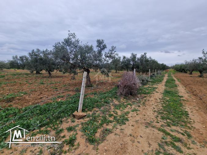 Terrain de 2740 m² à vendre à Hammamet Sud 51355351