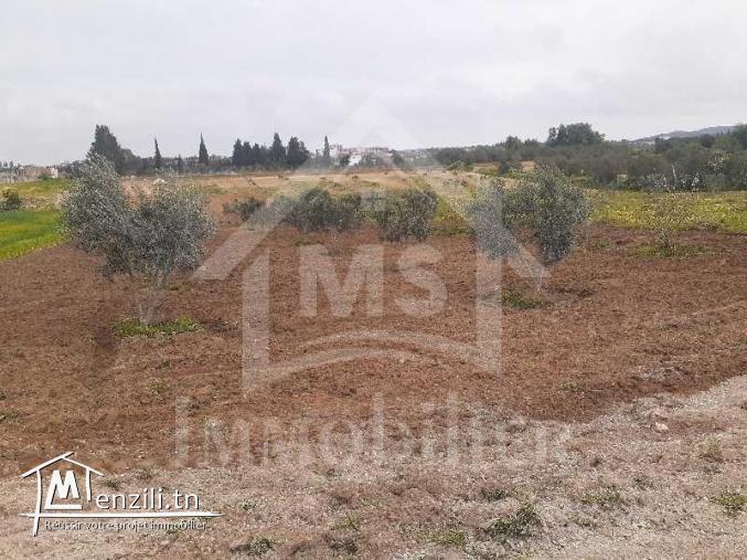 Terrain de 2200 m² à vendre à Hammamet Sud 51355351