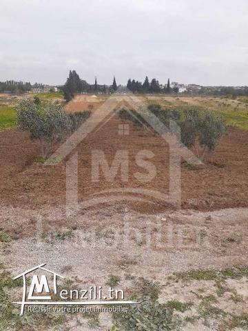 Terrain de 2200 m² à vendre à Hammamet Sud 51355351
