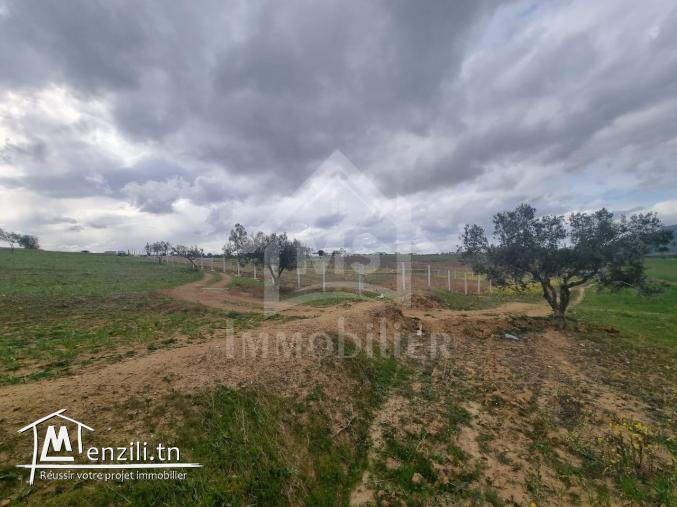 Terrain de 1 hectare à Hammamet sud à vendre 51355351