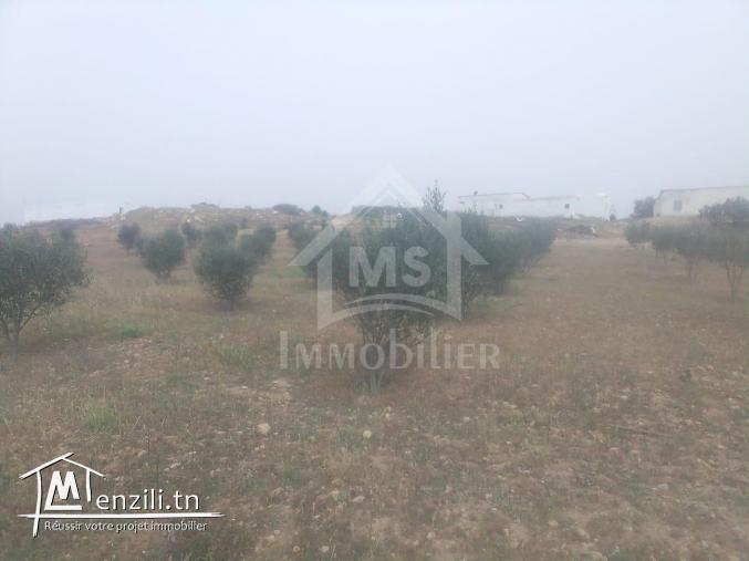 Terrain de 2,5 hectares avec 3 maisons à vendre 51355351