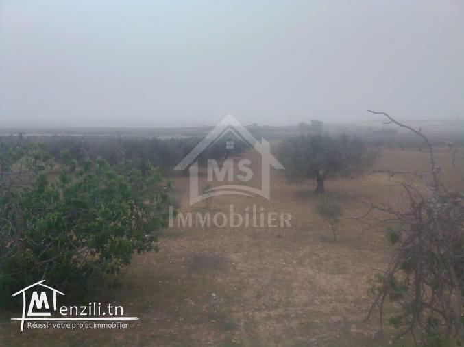 Terrain de 2,5 hectares avec 3 maisons à vendre 51355351