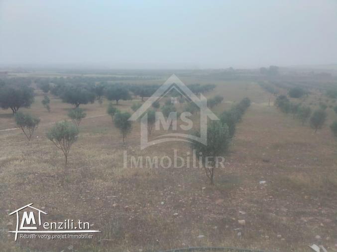 Terrain de 2,5 hectares avec 3 maisons à vendre 51355351