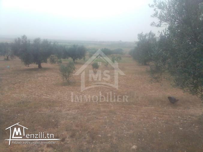 Terrain de 2,5 hectares avec 3 maisons à vendre 51355351