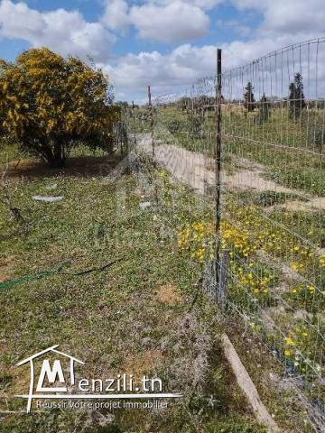 Lot de terrain de 500 m² à vendre à 50 MD à Hammamet Sud 51355351