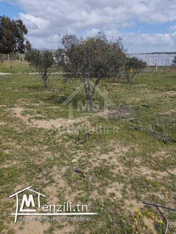 Lot de terrain de 500 m² à vendre à 50 MD à Hammamet Sud 51355351