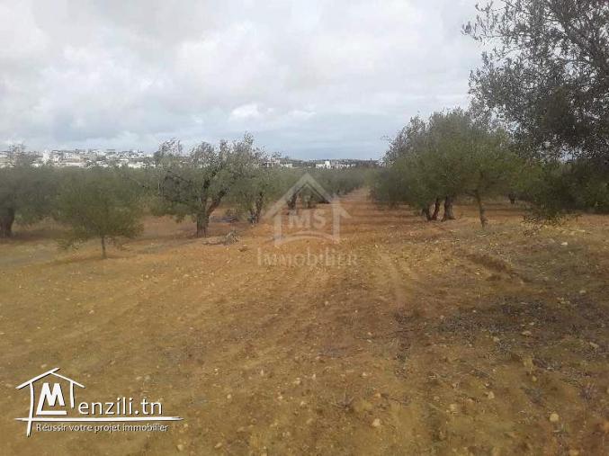 Terrain de 1000 m² à Hammamet Sud à vendre 51355351