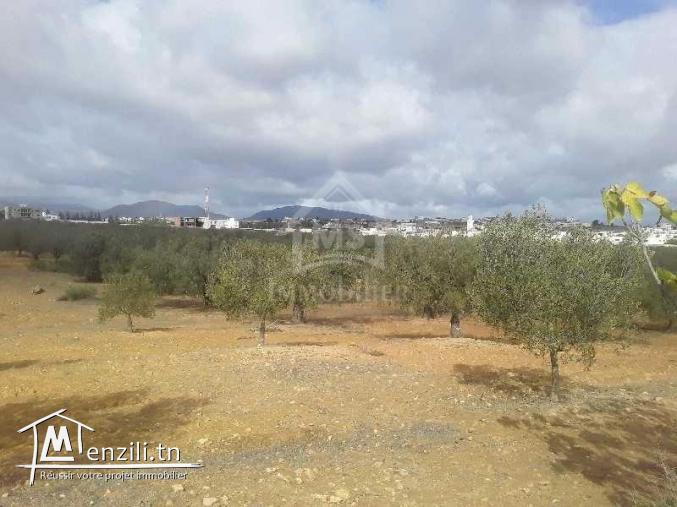 Terrain de 1000 m² à Hammamet Sud à vendre 51355351