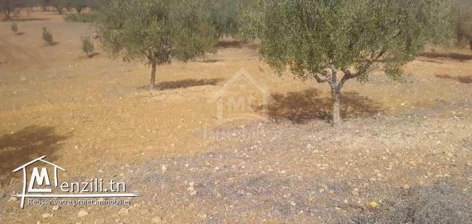 Terrain de 1000 m² à Hammamet Sud à vendre 51355351