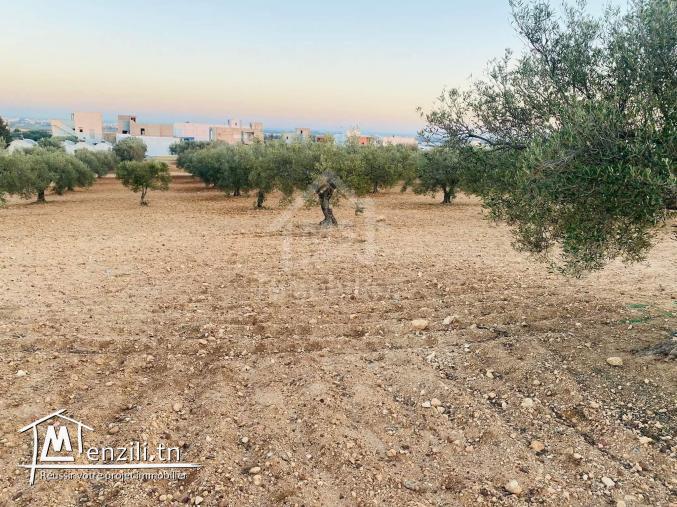 Terrain de 4018 m² à vendre à Hammamet Sud 51355351