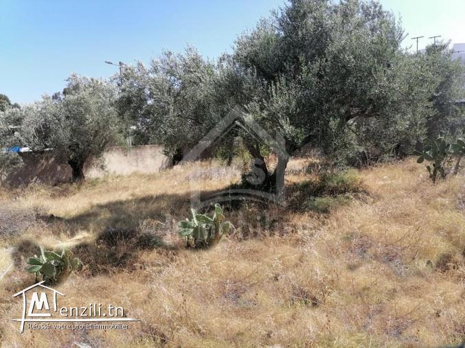 Terrain de 500 m² à vendre à Birbouragba 51355351