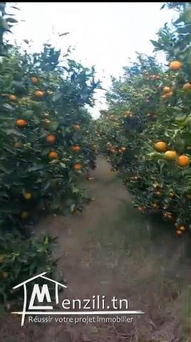 ferme d orange