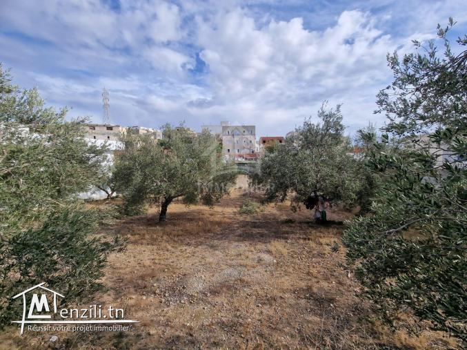 Terrain clôturé de 656 m² à Hammamet Nord à vendre 51355351