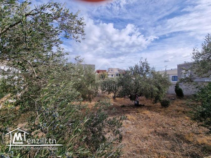 Terrain clôturé de 656 m² à Hammamet Nord à vendre 51355351