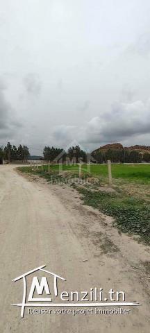 Superbe terrain de 3745 m² à Hammamet Sud à vendre 51355351