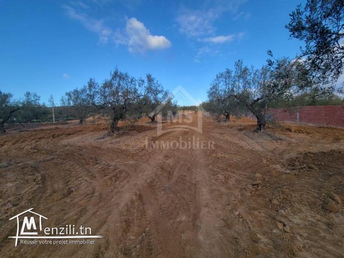 Terrain de 1800 m² à vendre à 125 MD à Hammamet Sud 51355351