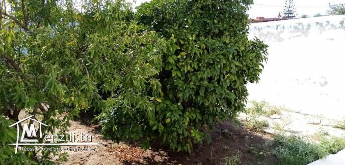 Villa individuelle avec Jardin Chotrana