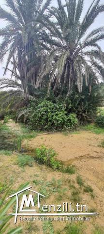 A Vendre Une Ferme Agricole à Oudhna