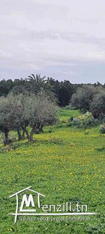 A Vendre Une Ferme Agricole à Oudhna
