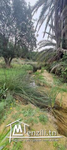 A Vendre Une Ferme Agricole à Oudhna