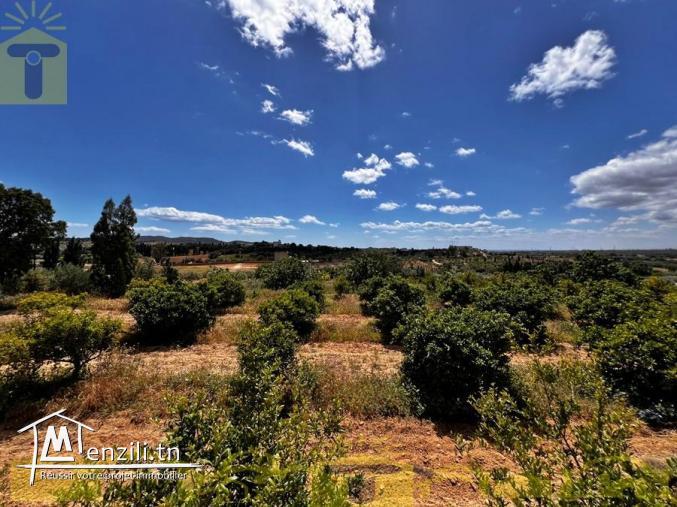ferme de 9 hectares à Hammamet