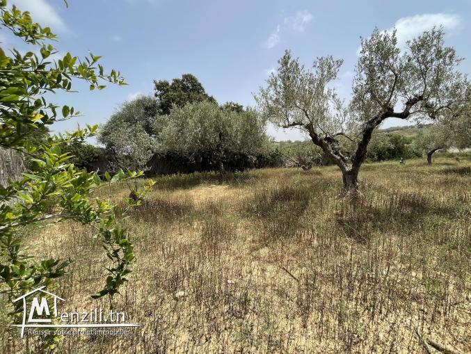 Terrain avec oliviers Somaa