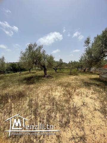 Terrain avec oliviers Somaa