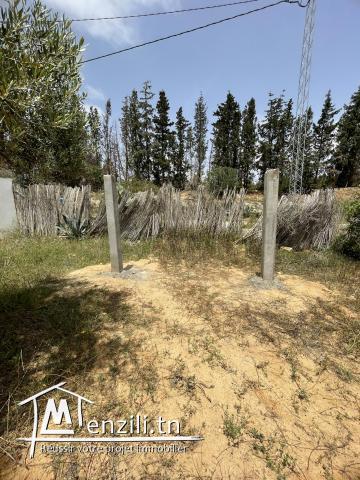 Terrain avec oliviers Somaa