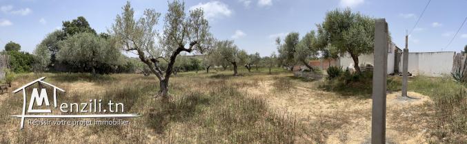 Terrain avec oliviers Somaa