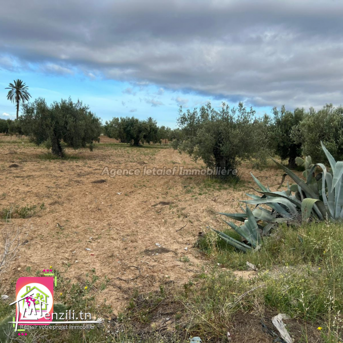Terrain agricole #Situé à Sidi Bou Ali Sousse 2400m²