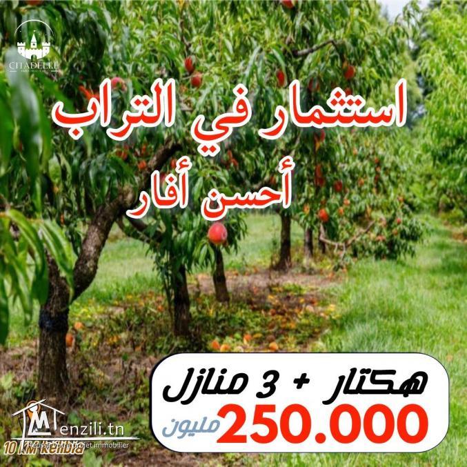 ferme hectares avec des maisons a vendrev à hamam ghzez kélibia