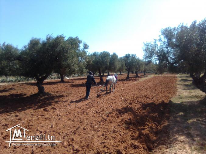 Terrain agricole à vendre Foukaia