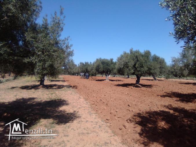 Terrain agricole à vendre Foukaia
