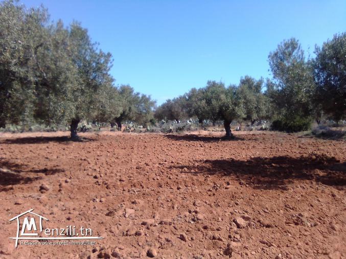 Terrain agricole à vendre Foukaia