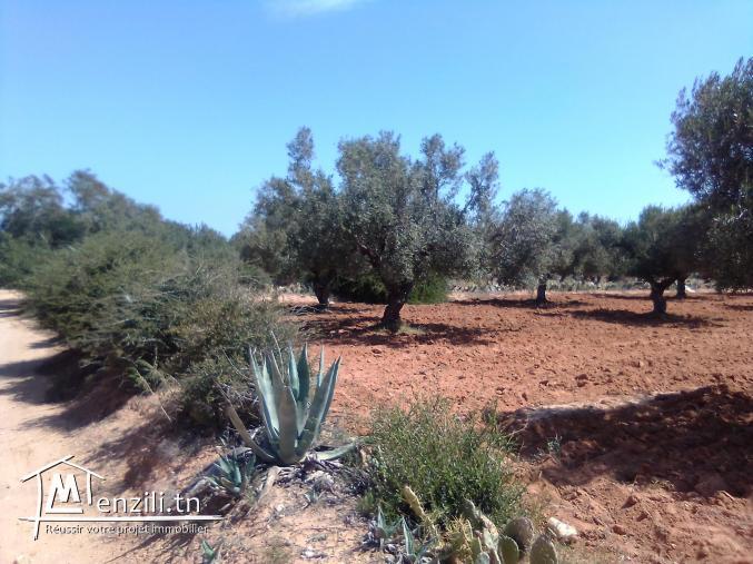 Terrain agricole à vendre Foukaia