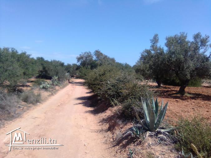 Terrain agricole à vendre Foukaia