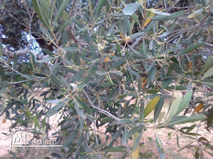 Terrain agricole à vendre Foukaia