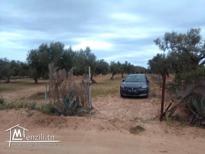 Terrain agricole à vendre Foukaia