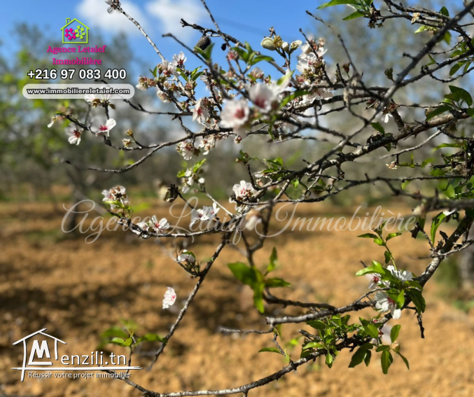 Senia  de un hecatre et 2350 m² a Rmila