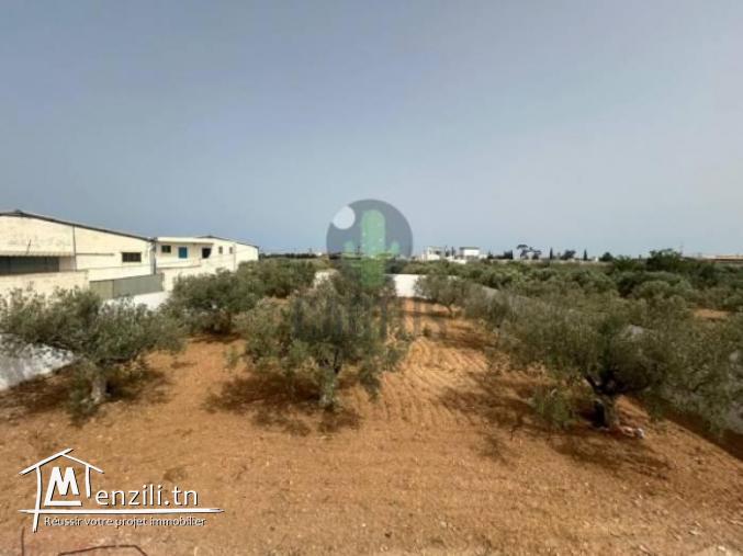 À vendre Terrain agricole de 1040m² Route Somaa Nabeul.