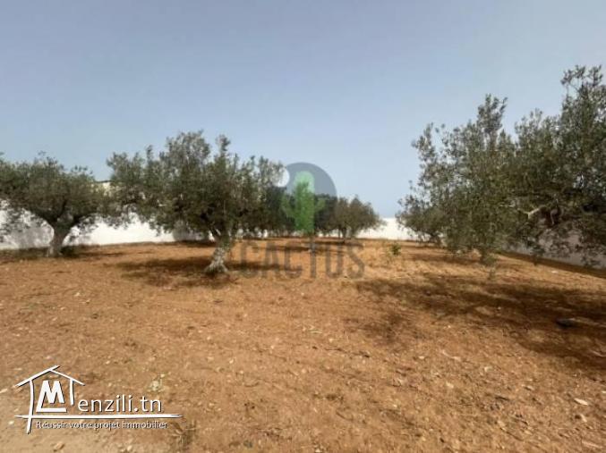 À vendre Terrain agricole de 1040m² Route Somaa Nabeul.
