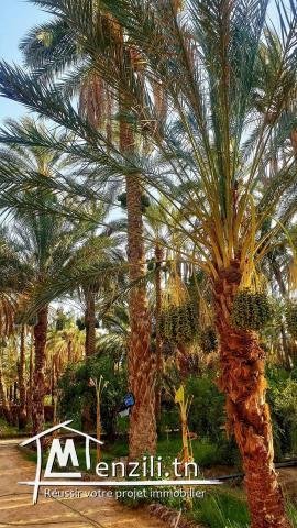 Villa.de luxe avec oasis