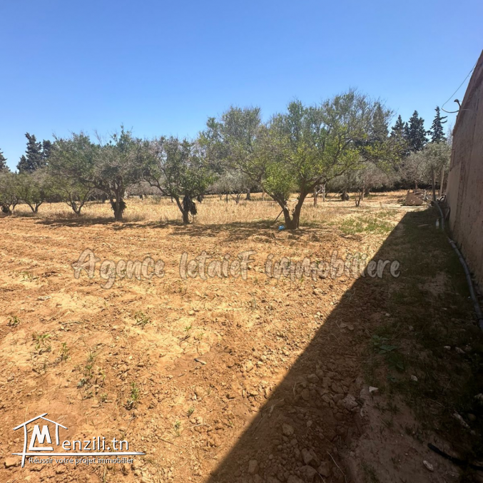 Terrain de 8000 m² clôturé a vendre à chott meriem