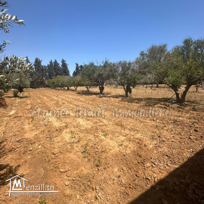 Terrain de 8000 m² clôturé a vendre à chott meriem