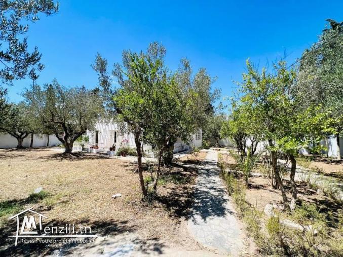 V483 Maison FAF HAMMAMET