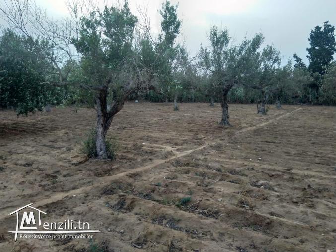 Terrain Constructible à Vendre à Jinene Beni Khiar, Nabeul