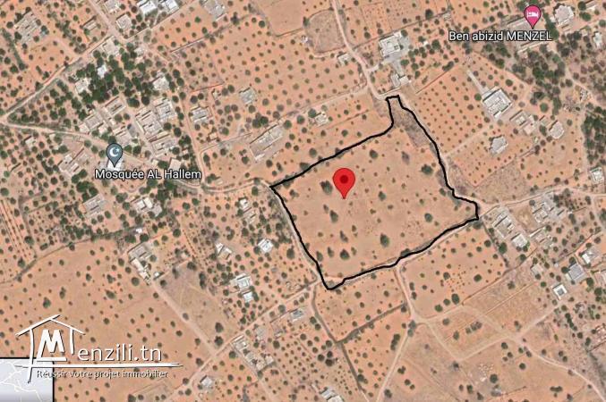 3hectare à Jerba