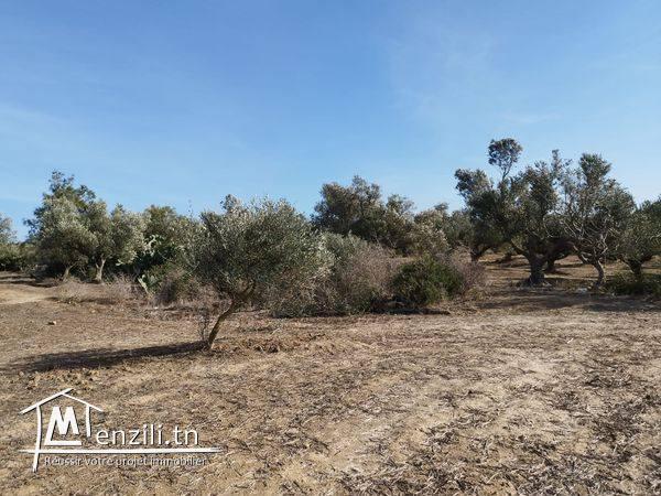 terrain agricole arboré superficie totale 2hectares 1000m