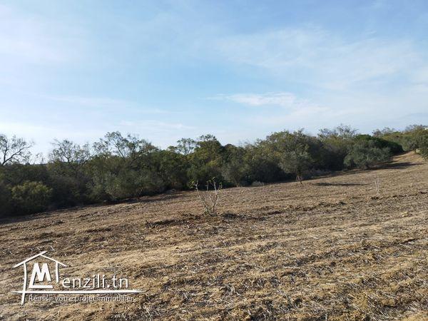 terrain agricole arboré superficie totale 2hectares 1000m