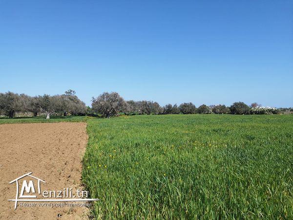 terrain agricole arboré de 800 m2